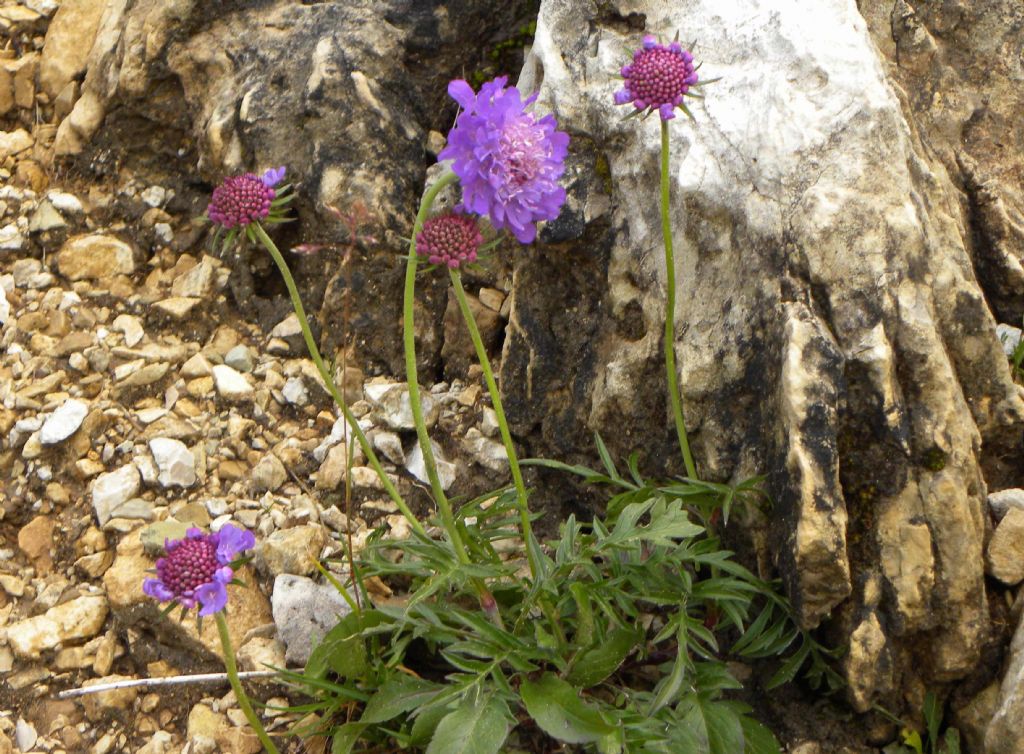 Scabiosa lucida